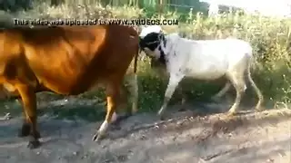 سكس ماذا يحدث في ليلت الدخلة