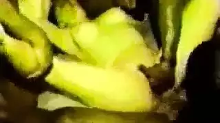 حفلة جماع لصدر كبير