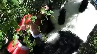 إباحية الحياة البرية: وطء متوحش وقذف داخلي